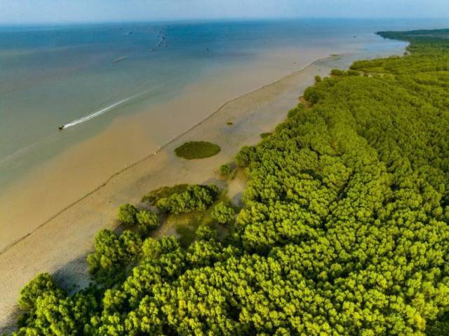 凭借茂密的树枝和发达的根系，红树林能够稳稳扎根于滩涂之中。何盈 摄