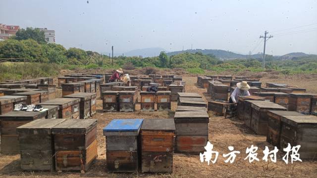 3月的茂名，这样的蜂场处处可见。