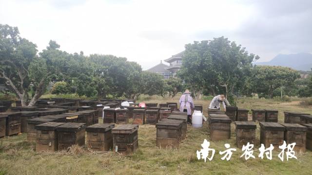 何光其、覃梅红夫妻的蜂场落在中国荔枝博览馆景区内，环境怡人。 