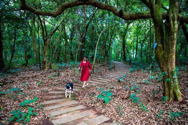 游客正在木棉森林公园散步，体验“天然氧吧”。何盈 摄