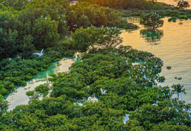 成群白鹭在红树林休憩觅食。何盈 摄