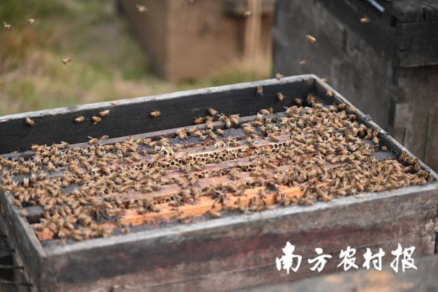 蜜蜂不断飞出去，又不断飞回来。 谭家富 摄。