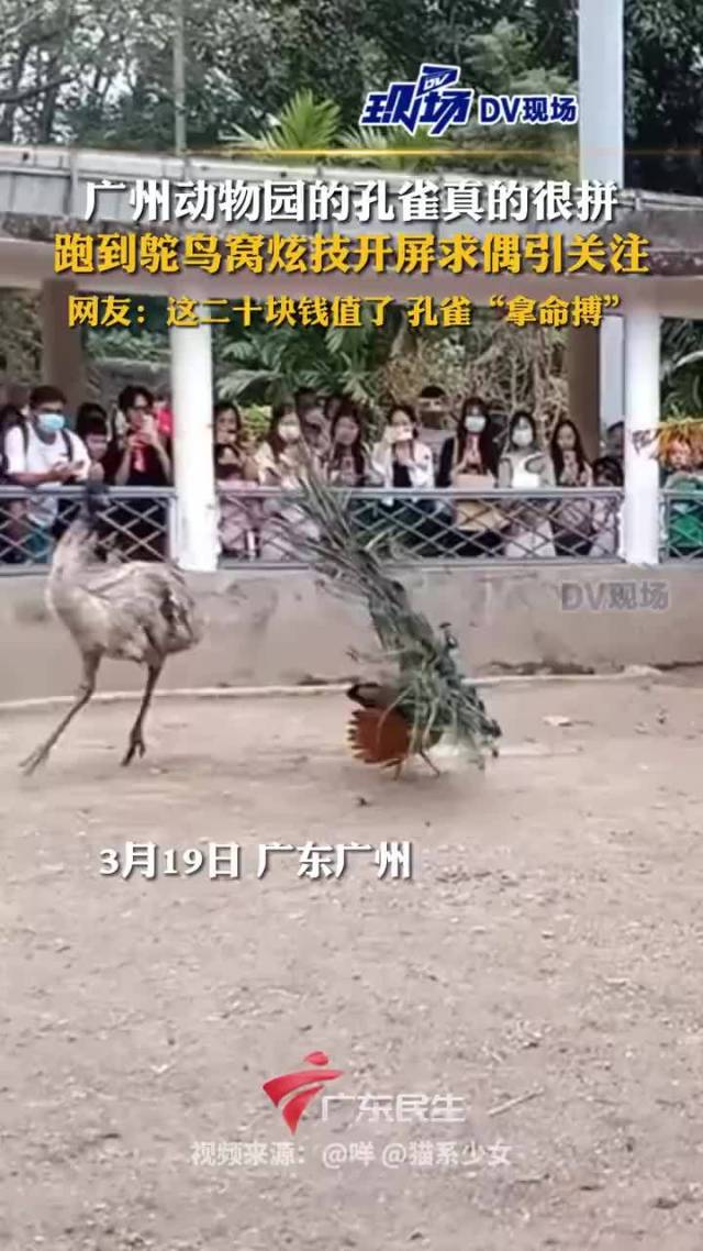 广州动物园的孔雀跑到鸵鸟窝求偶