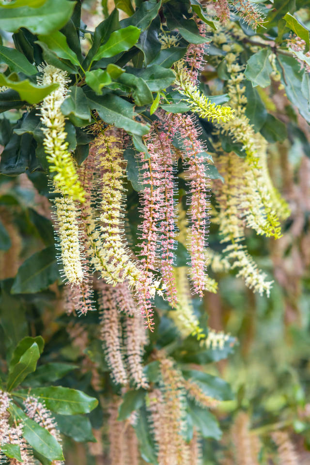 阳春三月,坚果花开