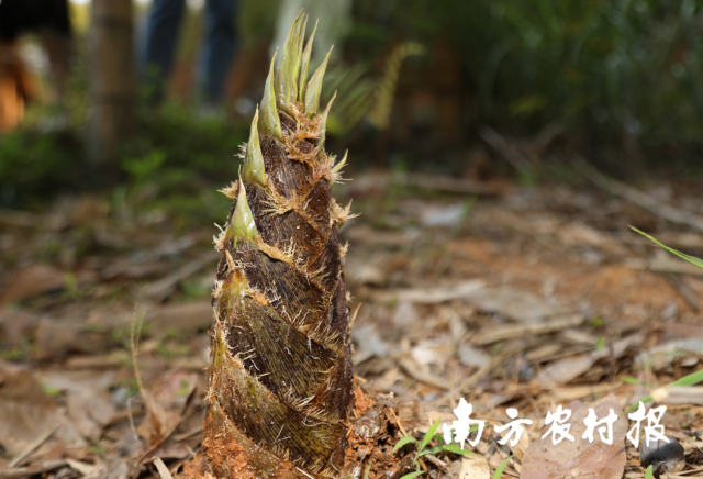 蕉嶺毛竹筍