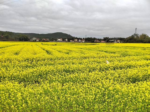 水口村千亩油菜花基地