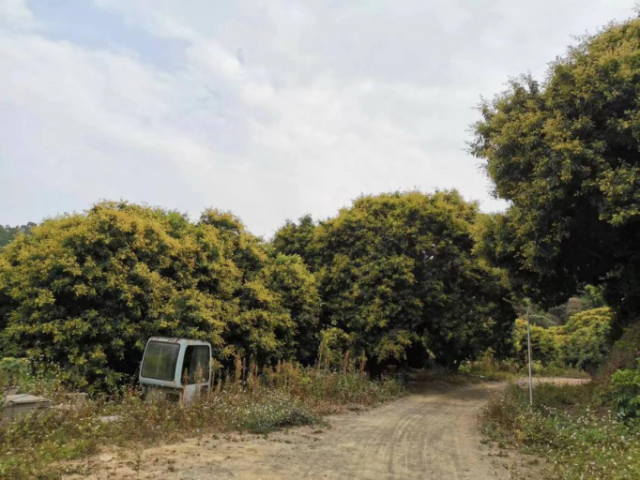 一汪死水变源头活水！南沙农村集体资产交易溢价率、增值率实现“双200%”增长