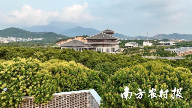 广东茂名，荔枝花开正盛，蜂农逐花而来。 谭家富 摄。