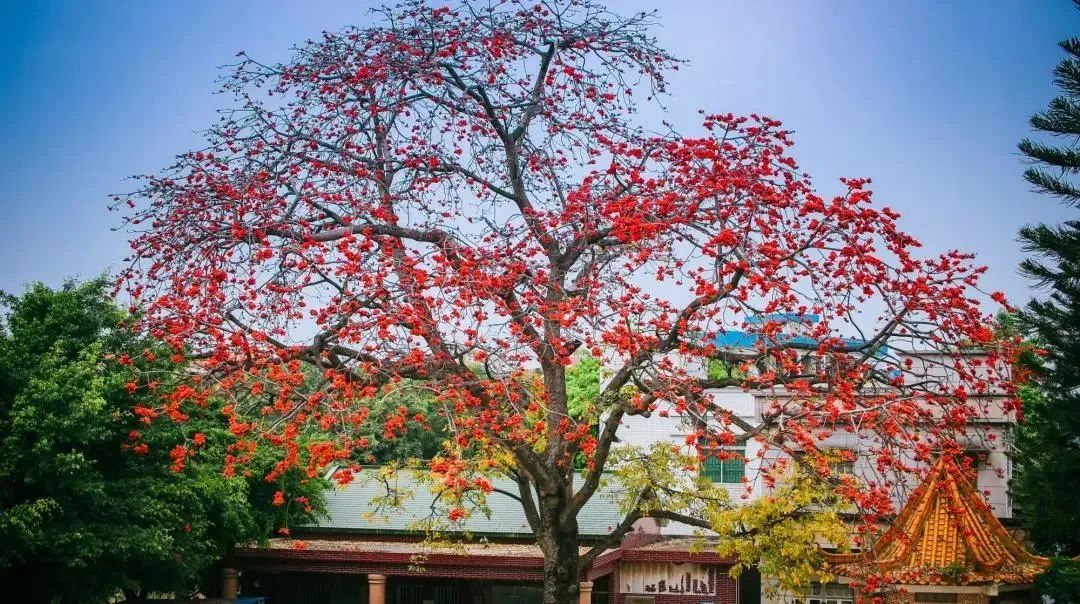乐从红棉怒放