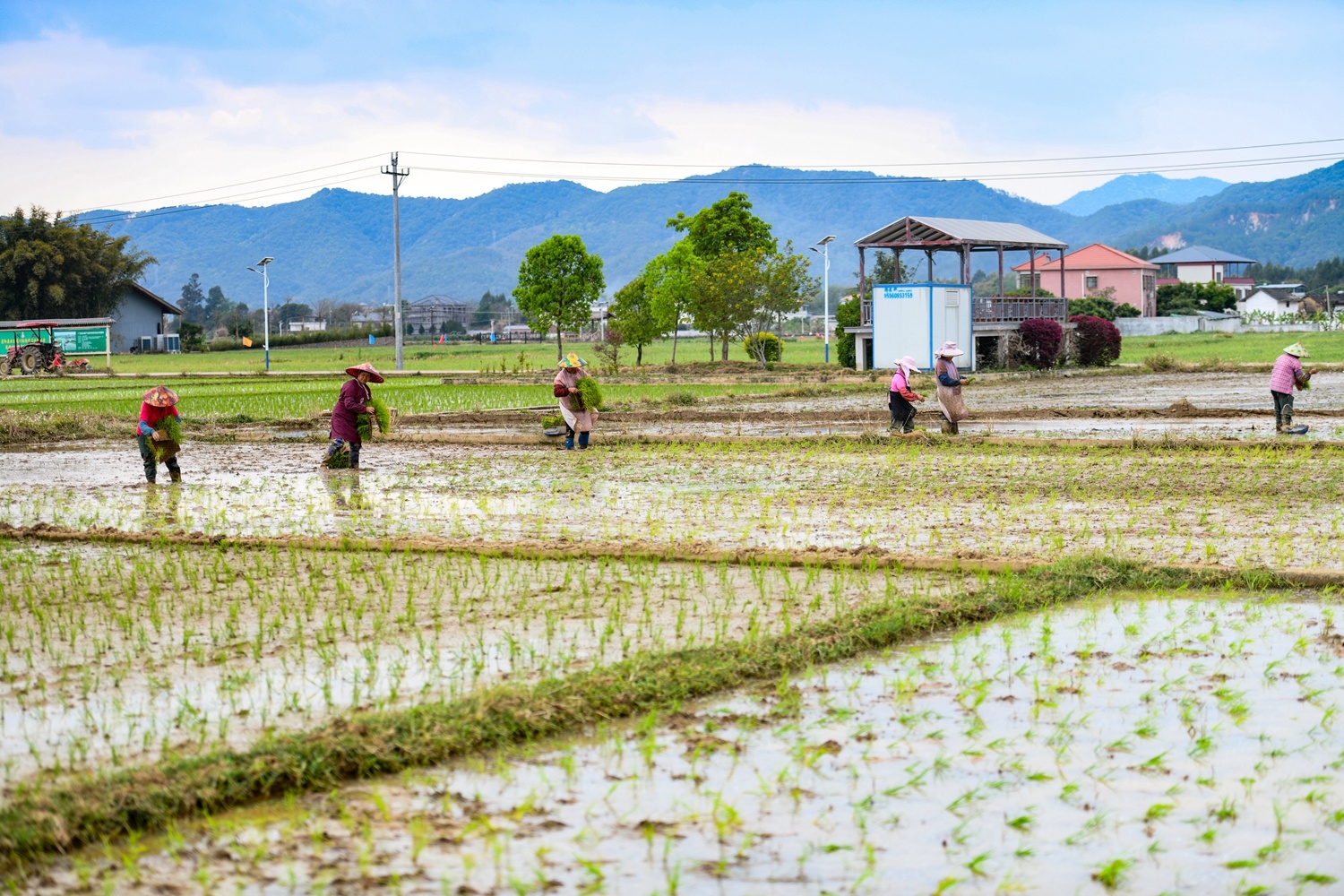 蕉岭县蕉城镇龙安村村民在田野里播种。南方日报记者 何森垚 摄 蕉岭县蕉城镇龙安村村民在田野里播种。南方日报记者 何森垚 摄