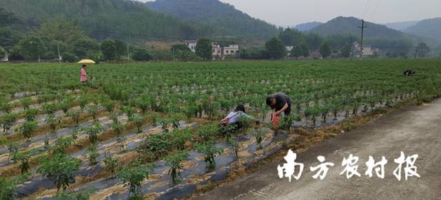 采摘辣椒的游客