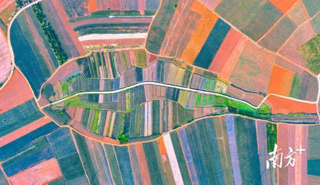 春分时节，菠萝的海，色彩斑斓。