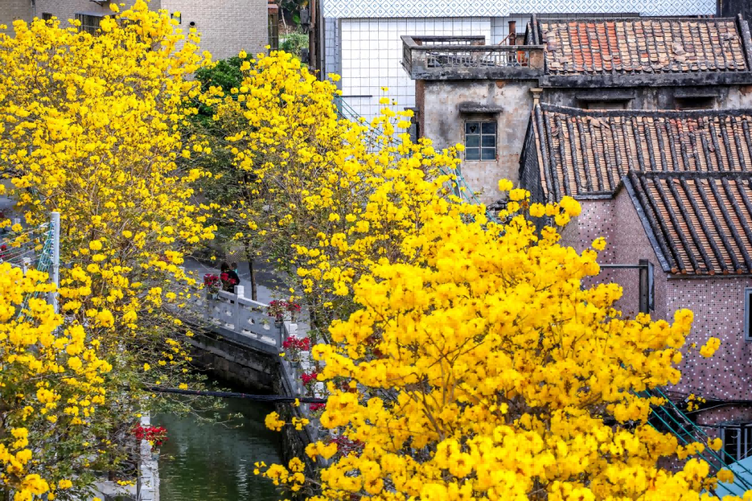 杨滘村黄金风铃木于二月底灿烂盛放