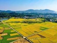 惠城构建“一带三区”乡村振兴新格局