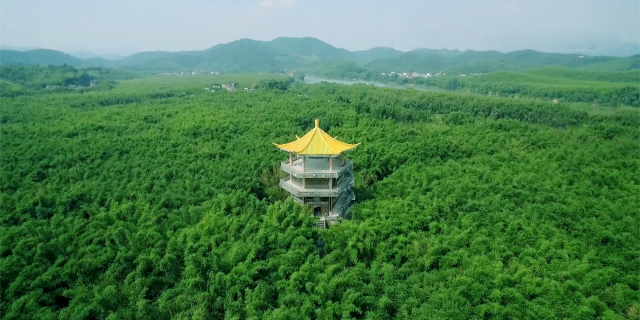 春分時(shí)節(jié),，肇慶廣寧竹海是鋪錦疊翠的人間仙境,。廣寧縣供圖