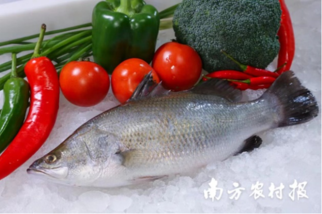 白蕉海鲈鱼。