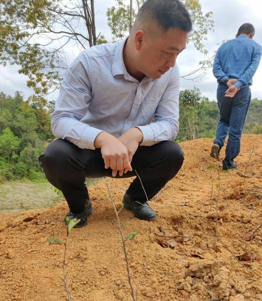 赖剑彬正在山上查看茶树生长情况