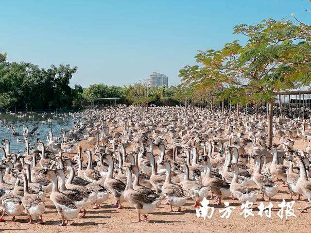 澄海狮头鹅生态养殖基地