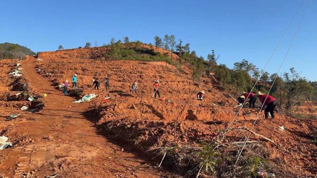 上东村神光自然村茶苗栽种现场