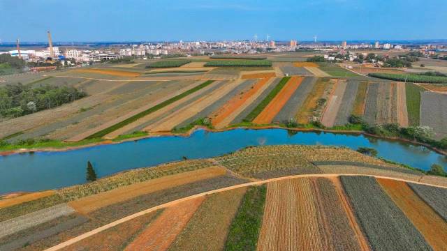 “菠蘿的海”景區(qū)內(nèi),，菠蘿形成一條條美麗的彩虹帶