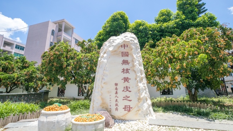 黃皮花開,！郁南文旅局長(zhǎng)“變裝”穿越古今邀您來賞花