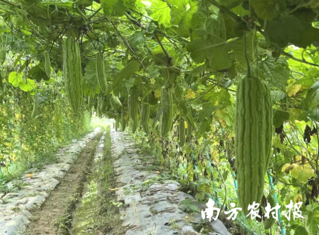 涧下村蔬菜种植示范基地。