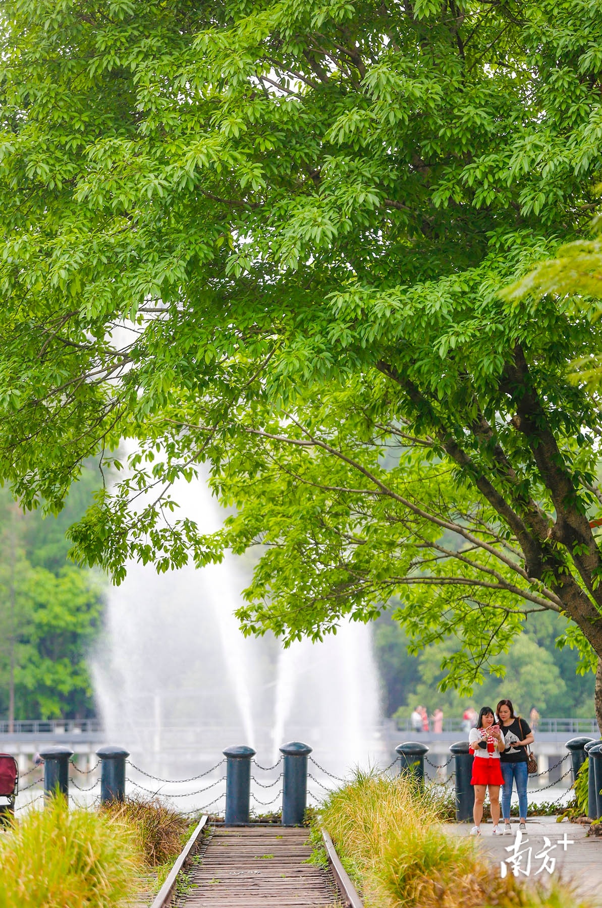 中山市岐江公园,树枝涌出新芽,一片绿意盎然。 南方+ 叶志文 拍摄