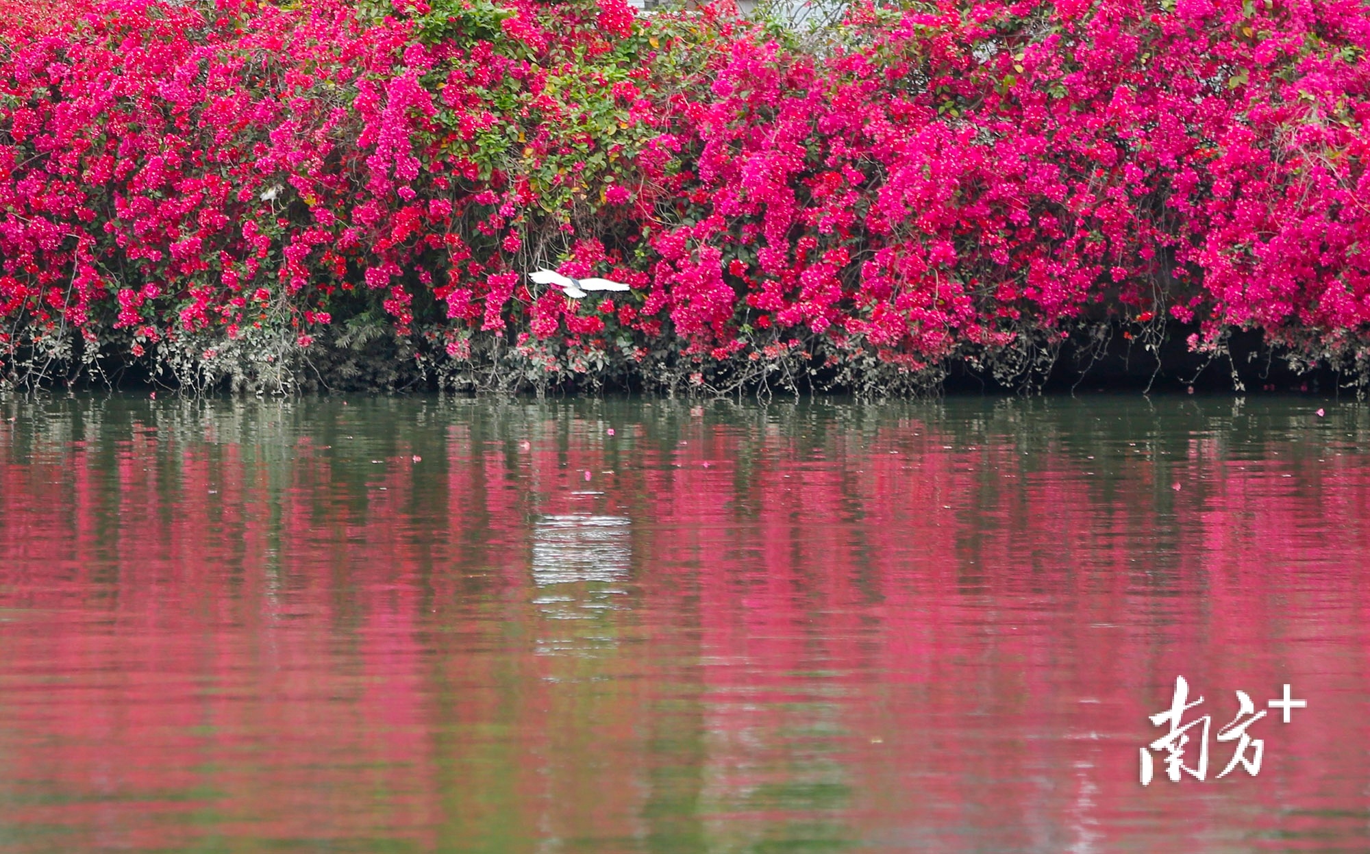 中山市石岐街道,岐江河边的三角梅成为路边一道亮丽风景。 南方+ 叶志文 拍摄 中山市石岐街道,岐江河边的三角梅成为路边一道亮丽风景。 南方+ 叶志文 拍摄