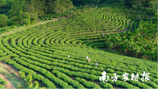 白马岭茶园。资料图片