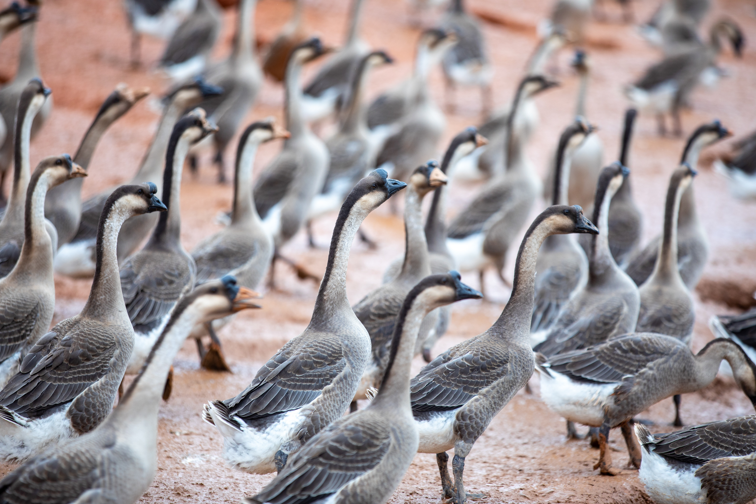 三洲黑鹅.洪海 摄