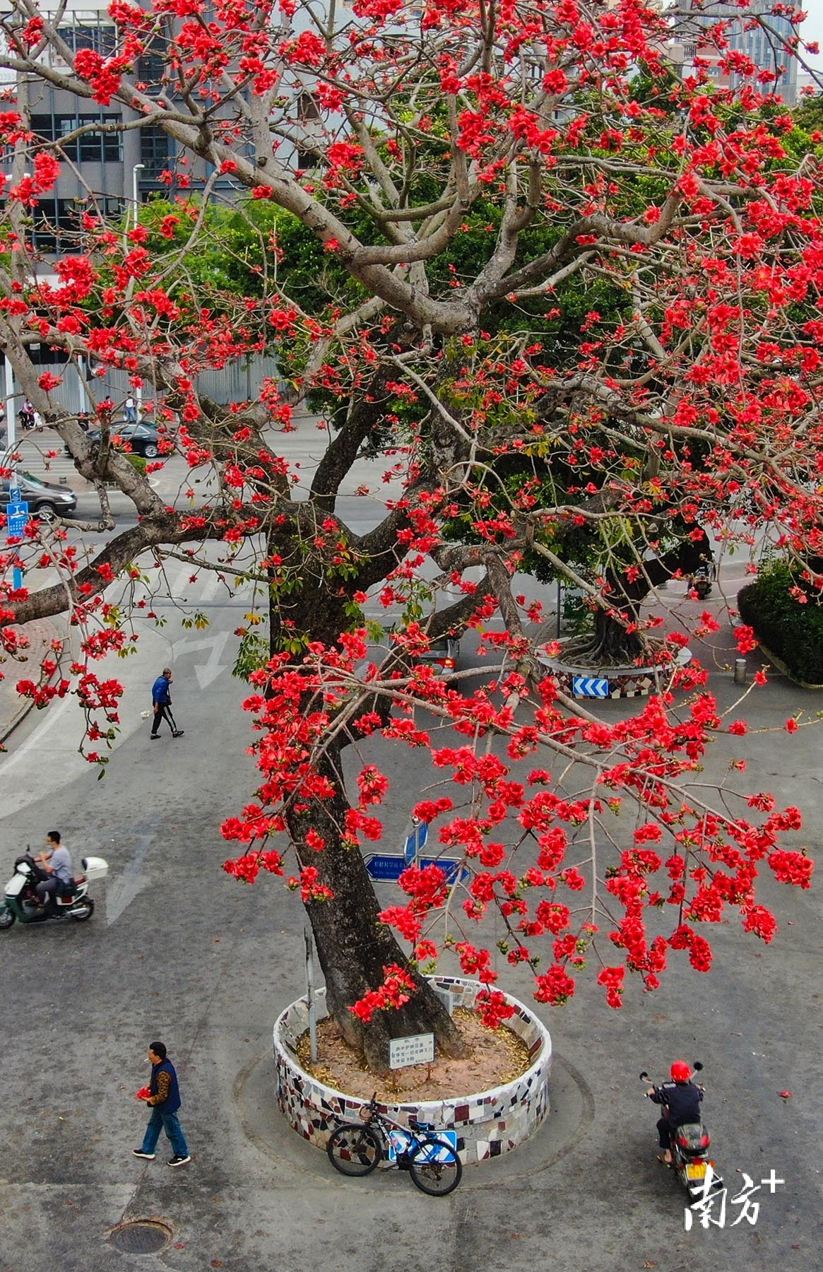 中山市东区街道槎桥村,木棉花盛放.  南方  叶志文 拍摄