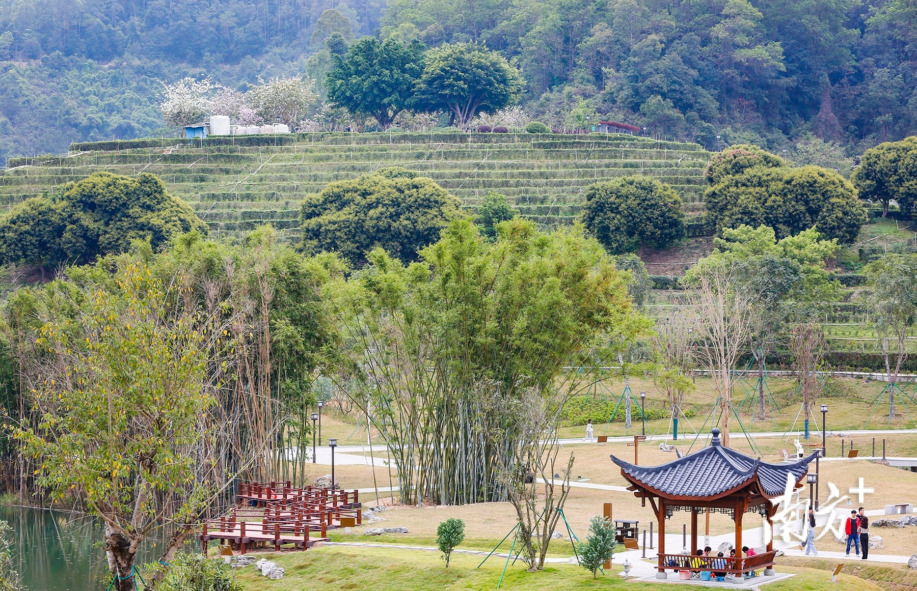 中山市古香林公园被一片绿色环绕。 南方+ 叶志文 拍摄