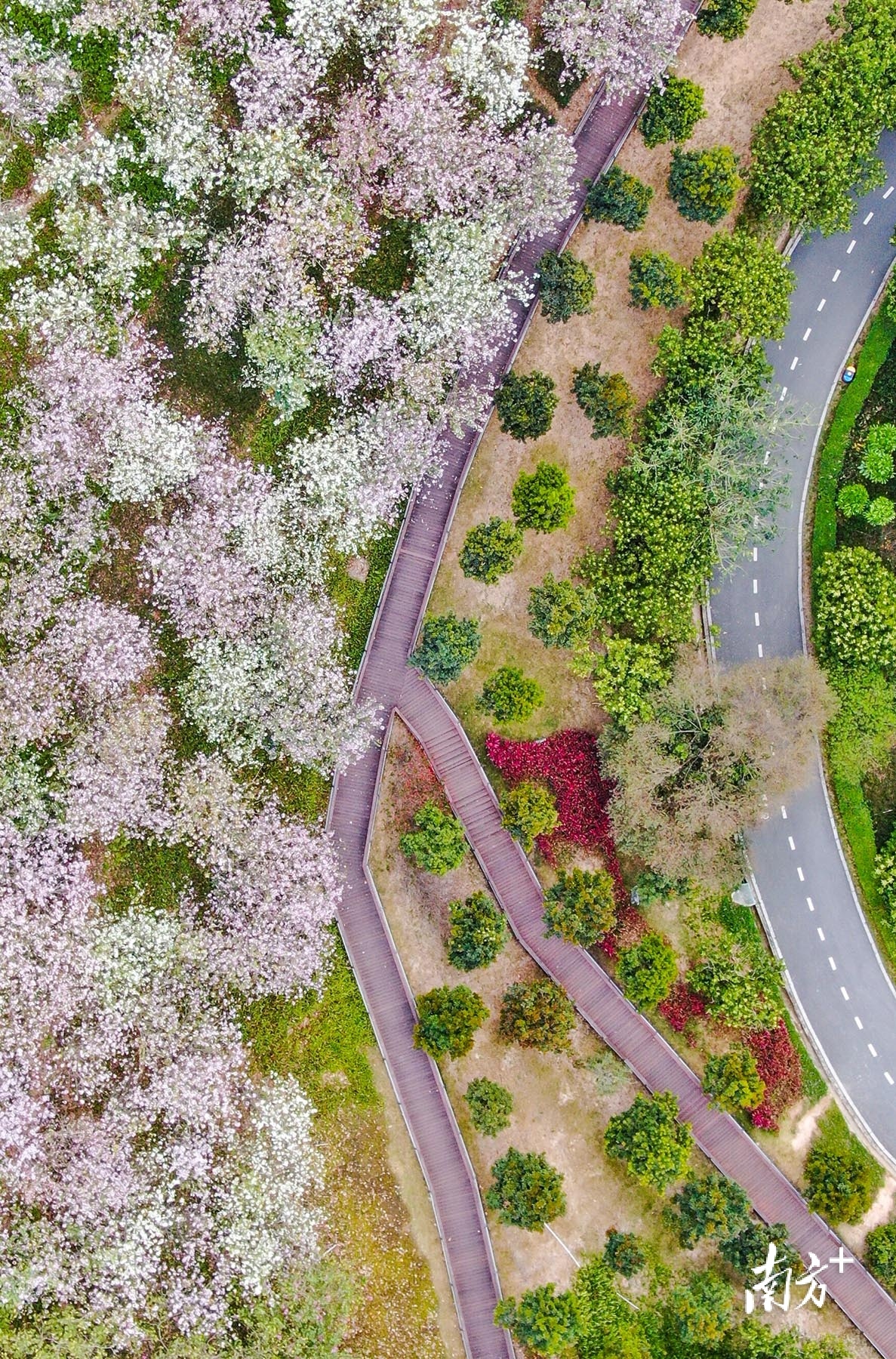 中山金钟湖公园,盛放的宫粉紫荆给城市铺上了一层浪漫的色彩。 南方+ 叶志文 拍摄