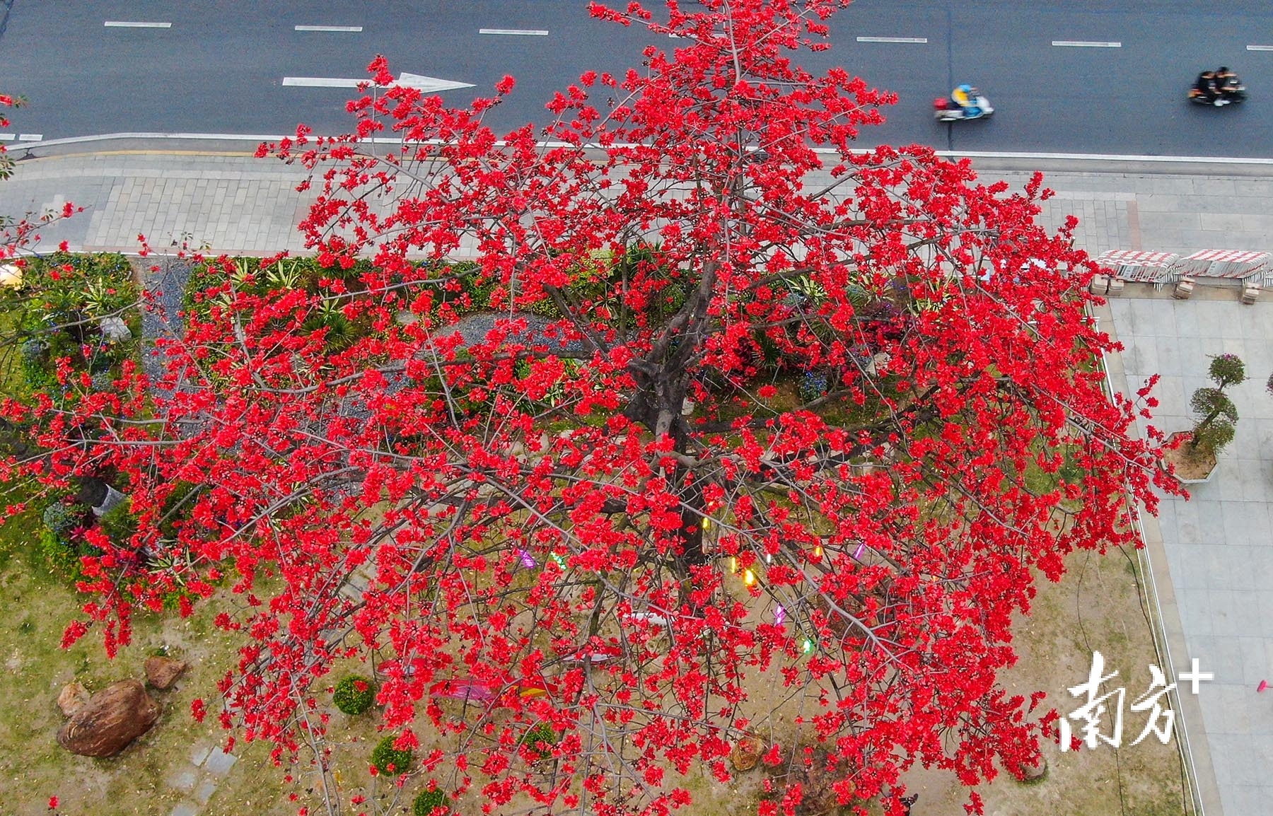 中山市古镇镇东兴东路,木棉树花开似火。 南方+ 叶志文 拍摄