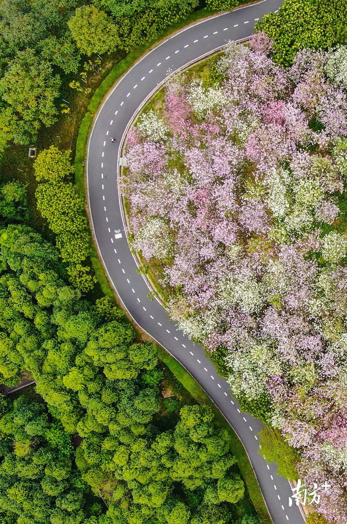 视频|春暖花开,中山绿美大片上线_南方plus_南方 