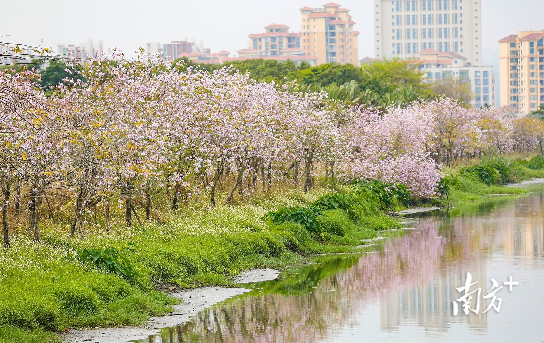 中山市南朗街道榄横路,宫粉紫荆迎风绽放。 南方+ 叶志文 拍摄