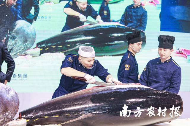 蓝鳍金枪鱼“解体秀”在广东省东莞市展区上演。
