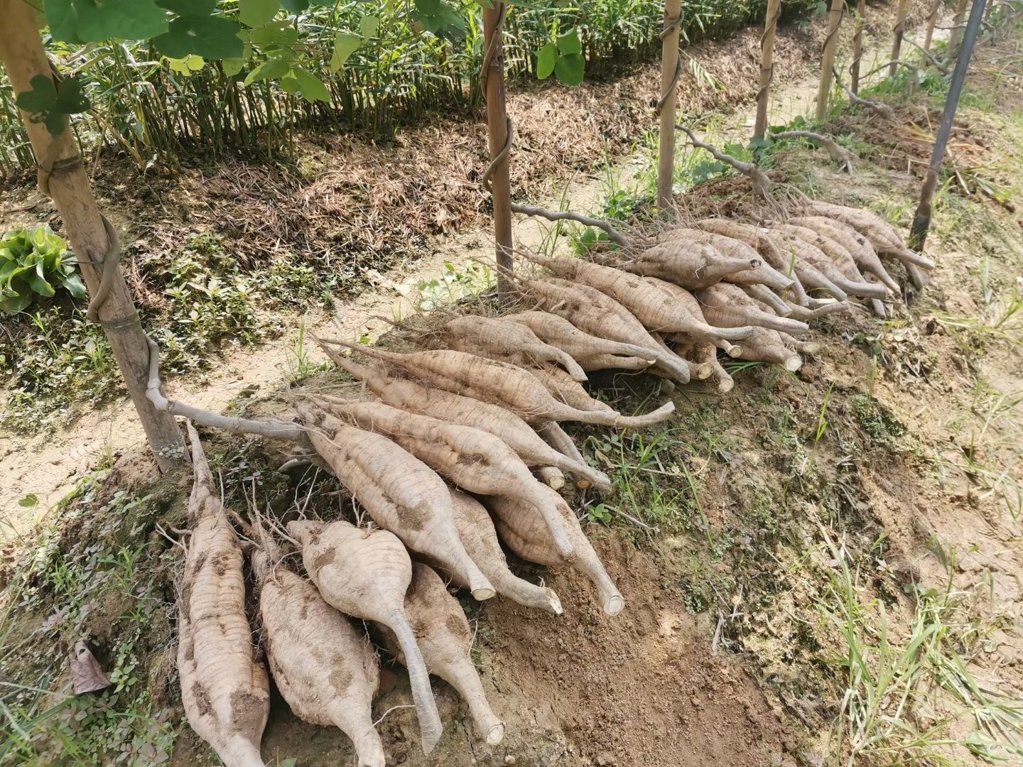 合水粉葛。洪海 摄