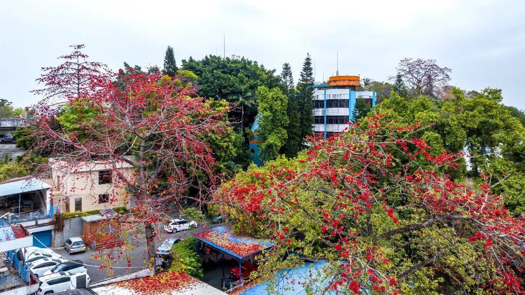 凤岭公园 凤岭公园