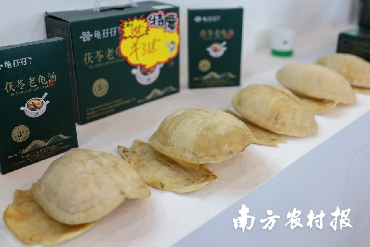 茯苓老龟汤及所用的龟壳，来自东莞市万众农业有限公司展位