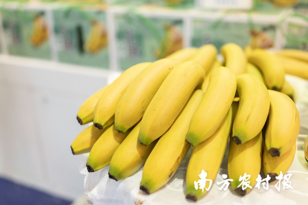 闻名遐迩的东莞香蕉。来自东莞市麻涌香蕉有限公司