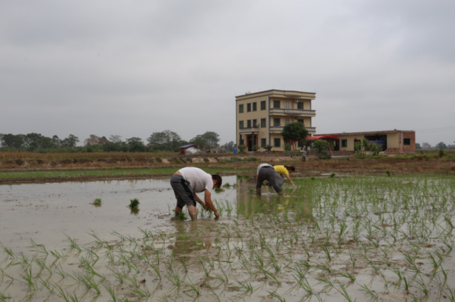 鳌头镇春耕生产“热火朝天”