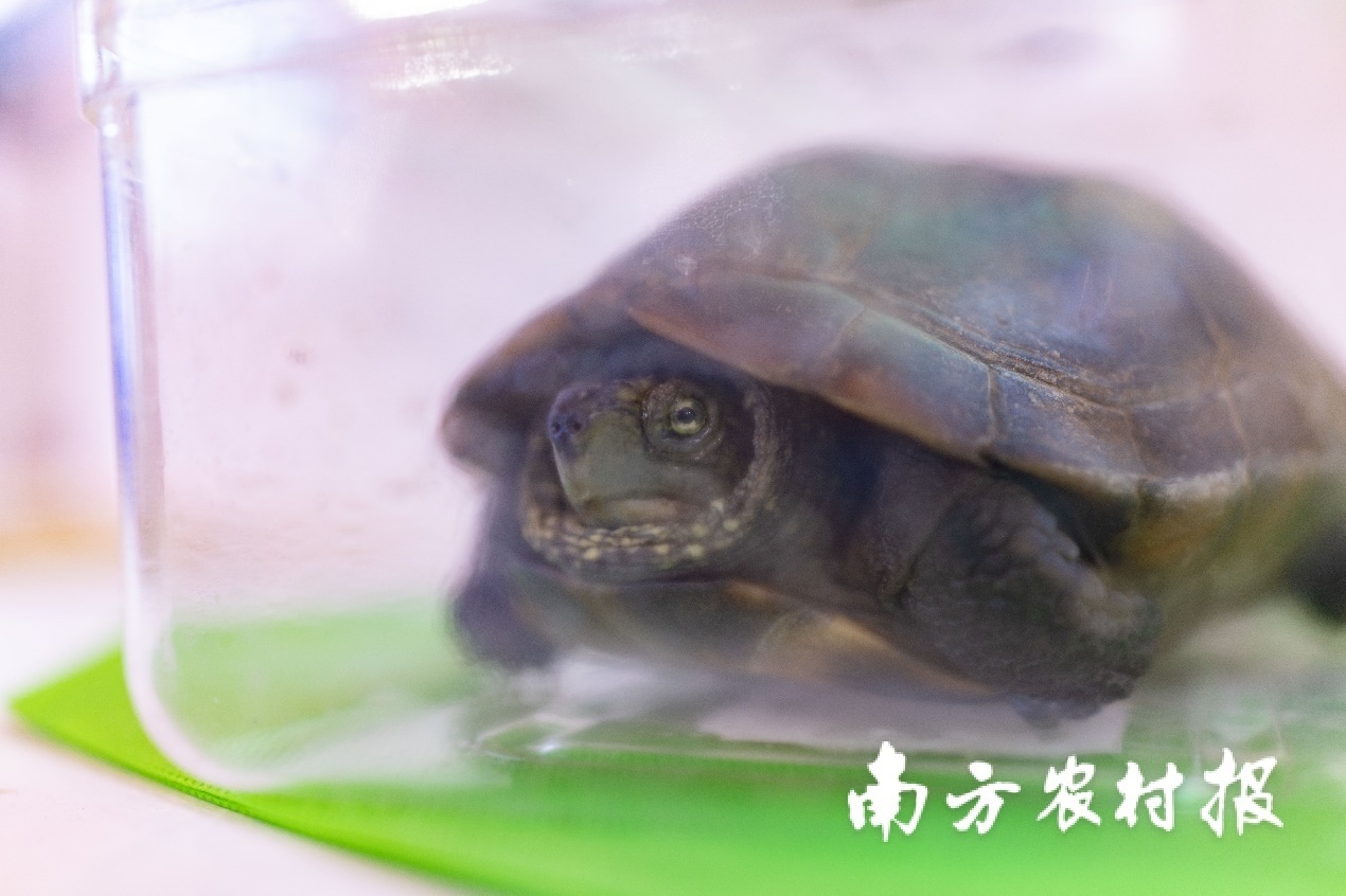 买回家可养可食的甲鱼，来自广东绿卡实业有限公司