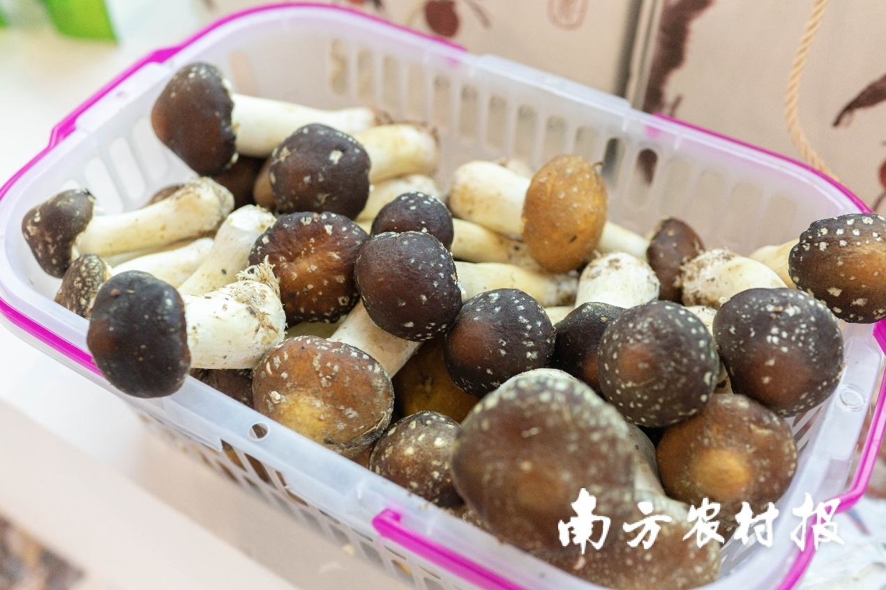 东莞市乐活族有机农业有限公司在荔枝林下种的姬松茸