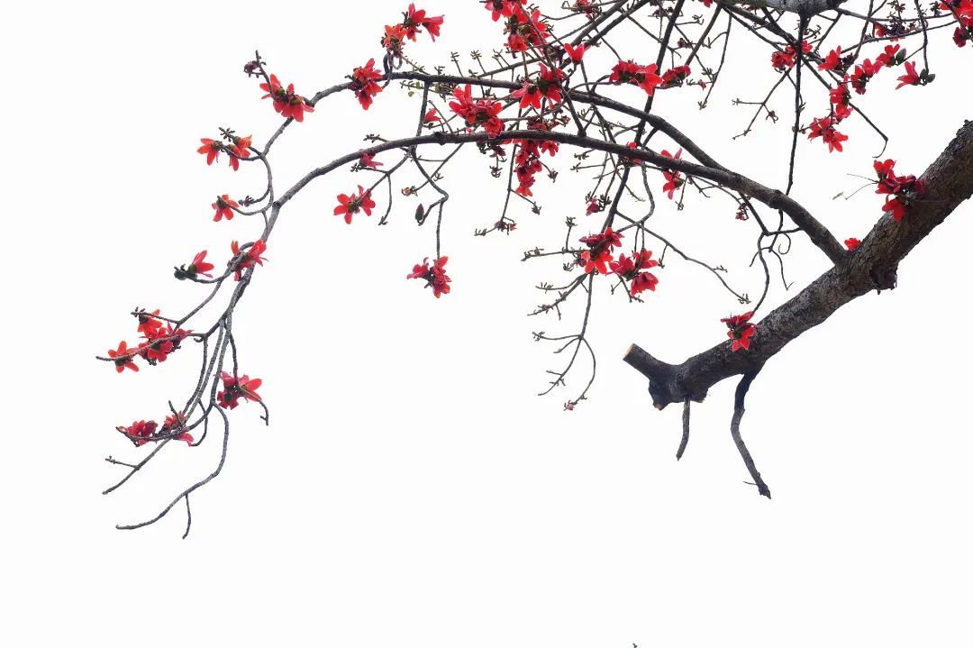 大良新滘社区 大良新滘社区