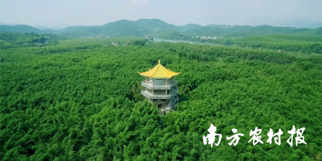 2022年，广宁全县竹业总产值约35亿元，占林农收入的30%，惠及全县40％农户。