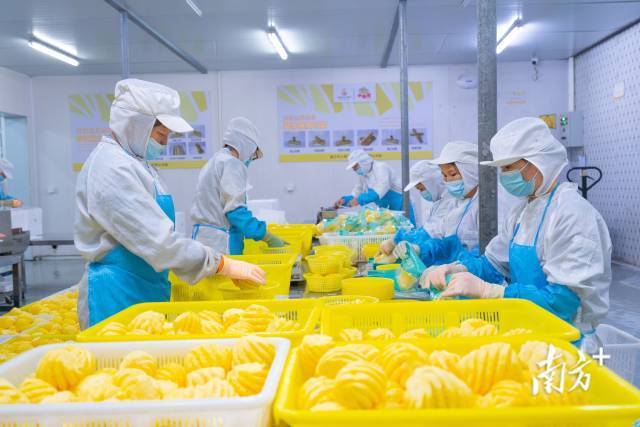 3月18日，小鮮菠農(nóng)業(yè)的工人們正在加緊生產(chǎn)鮮切小菠蘿,。菠蘿旺季來(lái)臨,，他們每天都要加班到凌晨一兩點(diǎn)。
