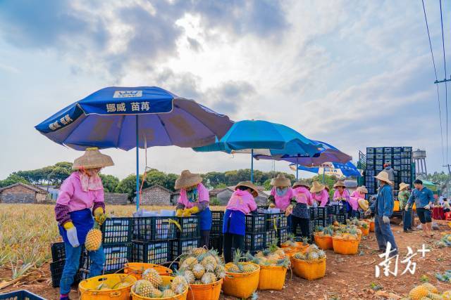 徐聞香甜菠蘿種植示范社基地,，果農(nóng)們正在忙碌地摘果裝車。