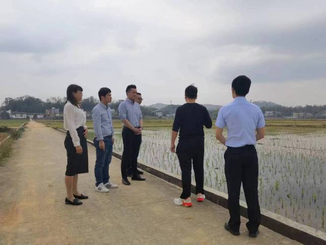 广州市番禺粮食储备有限公司米业分公司实地考察转水镇种粮区。