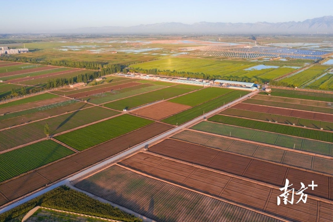 全农农业的蔬菜种植基地。